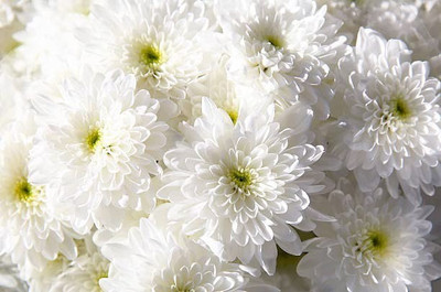 MAA Chrysanthemum Seed(135 per packet)