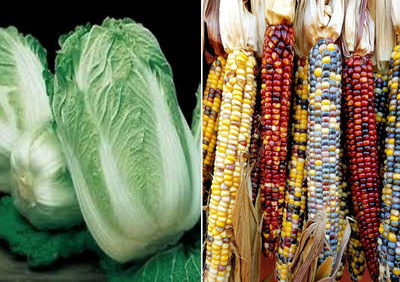 WILLVINE Wong Bok Chinese Cabbage and Rainbow Corn Seeds-[100 Seeds] Seed(100 per packet)