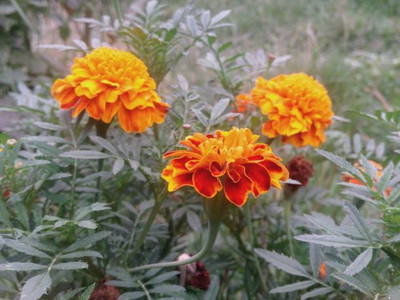 VNR marigold,gende ka phool seeds Seed(21 per packet)