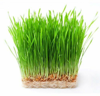 VibeX ™ VXI-439-Pure Narural Grown Wheatgrass Seed(800 per packet)