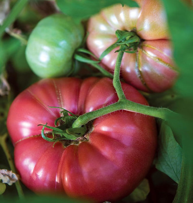 KNESSiN F1 Hybrid Steak Sandwich Tomato Fresh Healthy Seeds - (2000 Seeds) Seed(2000 per packet)