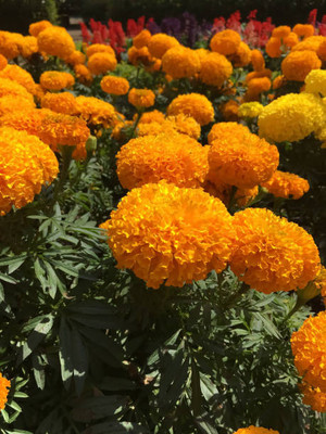 Nature Vit marigold/gende ka phool flower seeds Seed(50 per packet)