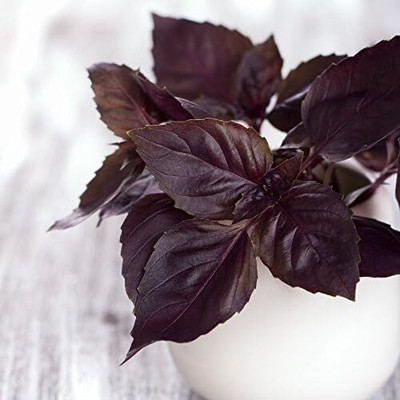 Qualtivate LX-80 Basil ‘Dark Purple Opal’ Seed(1000 per packet)