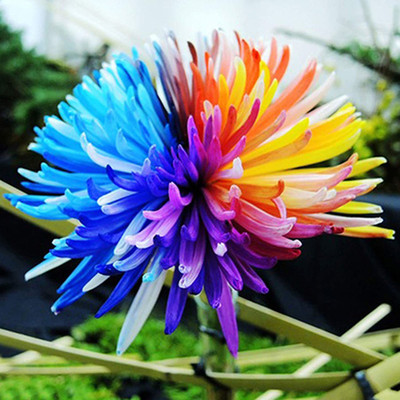 CYBEXIS Imp. Rainbow Chrysanthemum Seeds Seed(25 per packet)