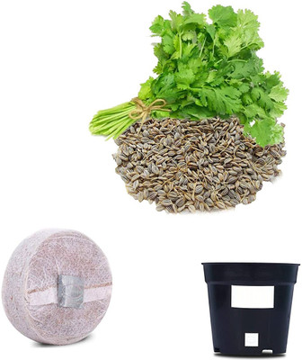 VibeX CBZ-39-Herb Parsley F1 Hybrid Combo with Potter & Rootplug Seed(35 per packet)
