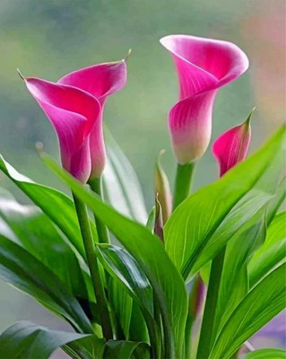 zabbus Calla lily Flower Bulbs for Winter Season Pink Seed(1 per packet)
