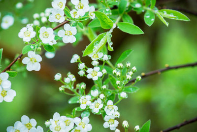 saheli gypsophila flower Seed(200 per packet)