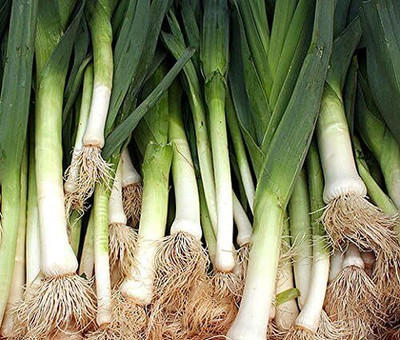 KNESSiN Open-Pollinated American Flag Leek Vegetable Seeds For Gardening-(1200 Seeds) Seed(1200 per packet)
