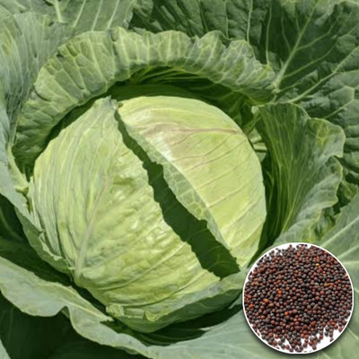 Greenfall Garden Fresh Cabbage Seed(50 per packet)
