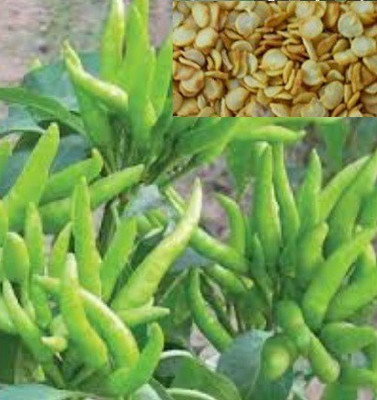 RnB Green Chilli Seed for all Session(25 per packet) Seed(25 per packet)