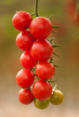 Gulabi nagari tomato Seed(60 per packet)