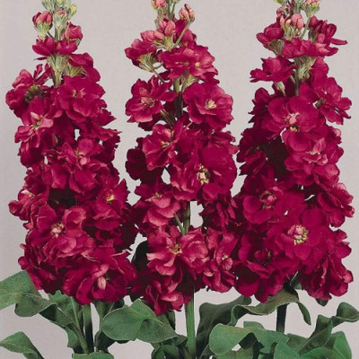 LPR STOCK Seed(15 per packet)