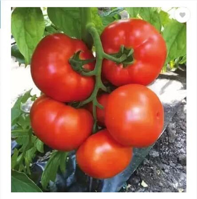 WILLVINE Tomato Heirloom Seeds [5g, 1500 Seeds] Seed(1500 per packet)