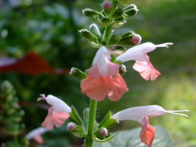 VibeX ® VLR-346 Coral Nymph Salvia Hummingbird Sage Seed(200 per packet)