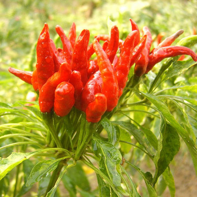 CYBEXIS Ornamental Chili Seeds2400 Seeds Seed(2400 per packet)