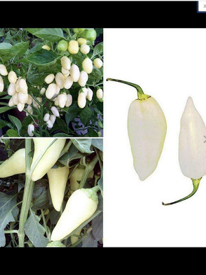 CYBEXIS Rare White Habanero Chilli Pepper Chilli2400 Seeds Seed(2400 per packet)