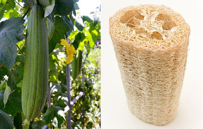AloGardening F1 Hybrid Sponge Gourd 50pc AG0113 Seed(50 per packet)