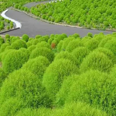 Aro Kochia Grass Seed(10 per packet)