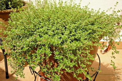 Qualtivate PUAS-4A Thyme Herb Common Heirloom Seed(50 per packet)