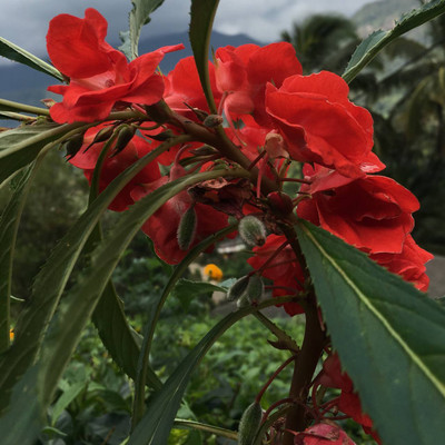 SAMS AGRO Red Balsam Flower Seeds Camellia Kudalu Seed(80 per packet)