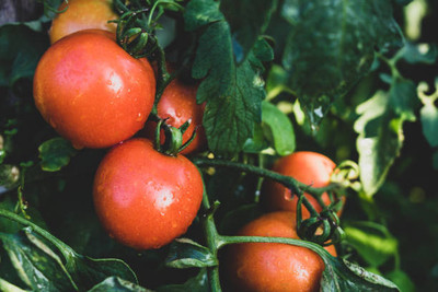 Dbborothers tomato Seed(60 per packet)