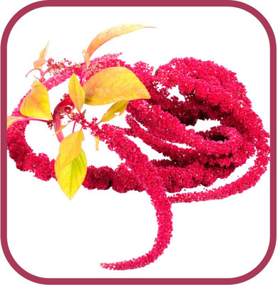 Aywal Amaranthus Mixed Color Flower Seeds For All Season Seed(10 per packet)