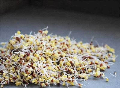CYBEXIS BROCCOLI -100 Seeds Seed(100 per packet)
