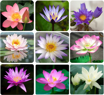 CYBEXIS GBPUT-44 - Lotus for Planting Water Lily - (270 Seeds) Seed(270 per packet)