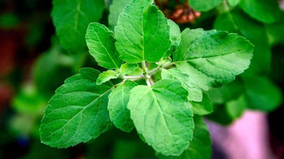 LPR TULSI, BASIL SEEDS Seed(400 per packet)