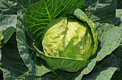WILLVINE KGF -II Golden Acre Cabbage Seeds [25g] Seed(7500 per packet)