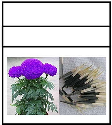 WILLVINE Marigold F-2 Dwarf Double-[2500 Seeds] Seed(2500 per packet)