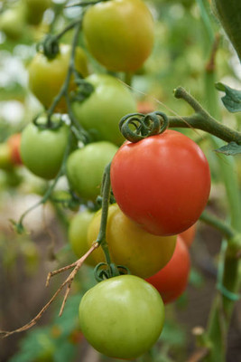NELASCO tomato Seed(130 per packet)