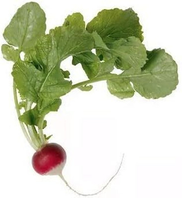 Qualtivate GBPT-3A Sparkler White Tip Radish Seeds Seed(300 per packet)