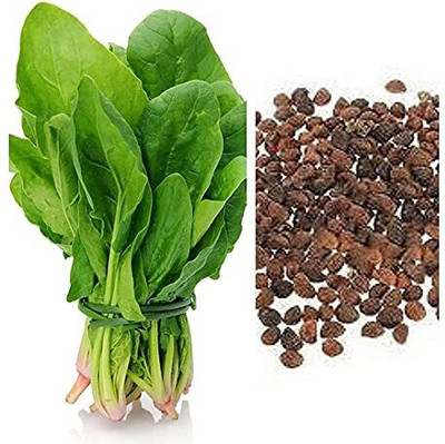 Aywal Malabar Spinach / Palak Seed(9 g)