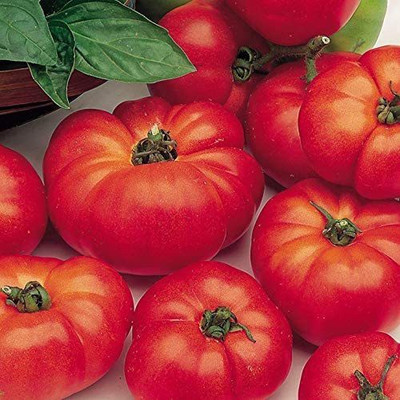 CYBEXIS Seeds Tomato Marmande500 Seeds Seed(500 per packet)