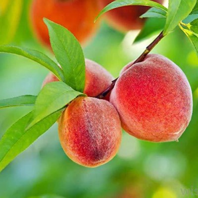 Lorvox Peach Fruit Seed(8 per packet)