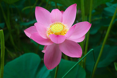 Petzlifeworld lotus,kamal gatta Seed(14 per packet)