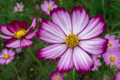 ZIXA Candy Stripe Cosmos Seeds Seed(10 per packet)