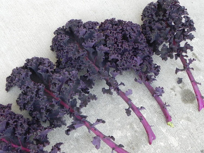 WILLVINE NKR -V Scarlet Kale Seeds [2.5g] Seed(750 per packet)