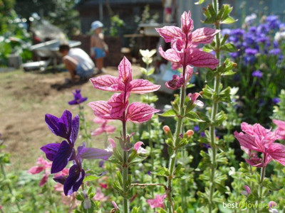 CYBEXIS VXI-53 - Clary Tricolor (Painted Sage) - (1350 Seeds) Seed(1350 per packet)