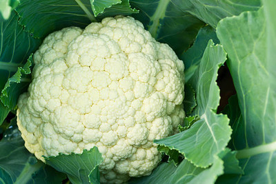 dorvik collections white cauliflower,gobhee seeds Seed(40 per packet)
