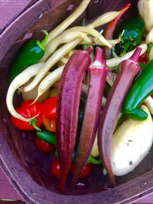 Quentova Burgundy Red Okra Seeds-NTL-7G Seed(250 per packet)