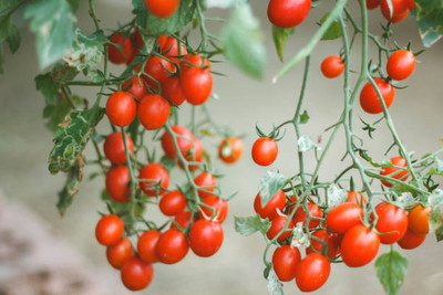 Darshan Sandhya tomato Seed(135 per packet)
