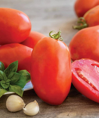 Quentova Gladiator Red Slicing Paste Tomato 5gm Seeds Seed(2000 per packet)