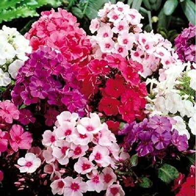 bella Flora Seeds Premium Phlox Hybrid Seeds, Home & Terrace Gardening Winter And Summer Seed(30 per packet)