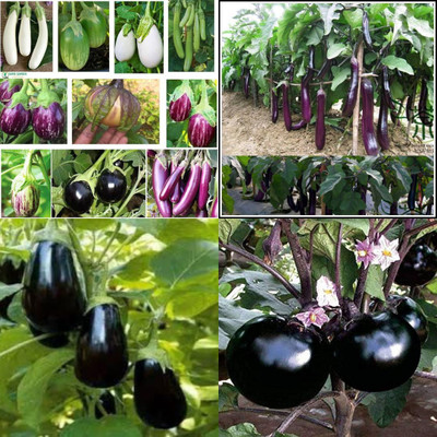 ibains Hybrid brinjal round seed pack of 160 Seed(160 per packet)