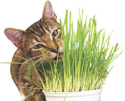 CYBEXIS TLX-24 - Organic Cat Grass - (4500 Seeds) Seed(4500 per packet)