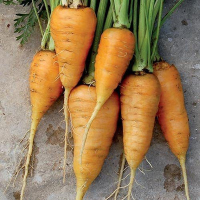 VibeX ® VXI-77 Oxheart Carrot Seeds Seed(500 per packet)