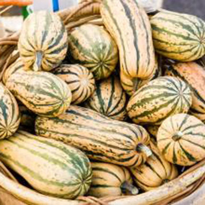 CYBEXIS Healthy Nutritious Special Sweet Dumpling Squash 100 Seeds Seed(100 per packet)