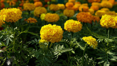 Kishori Creation marigold/gende ka phool flower seeds Seed(50 per packet)